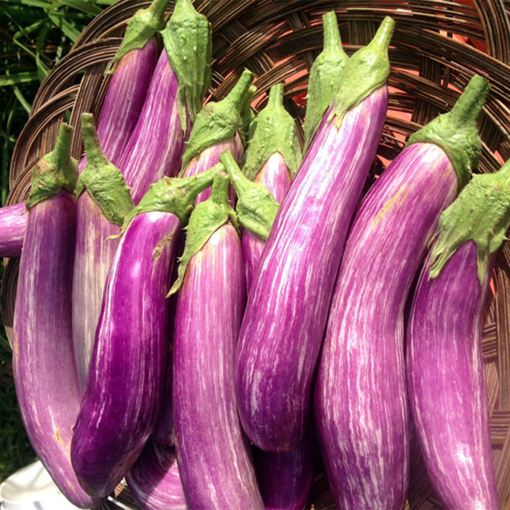 වම්බටු